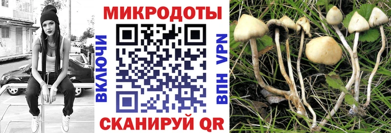 Галлюциногенные грибы Psilocybine cubensis  Пятигорск 